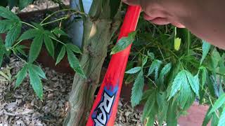 2020 outdoor grow September bbbiggg stalks