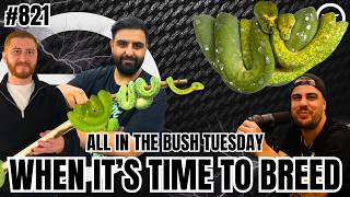 Chapter 10: Knowing When It's Time To Breed Your Green Tree Python | All In The Bush Tuesday Ep.821