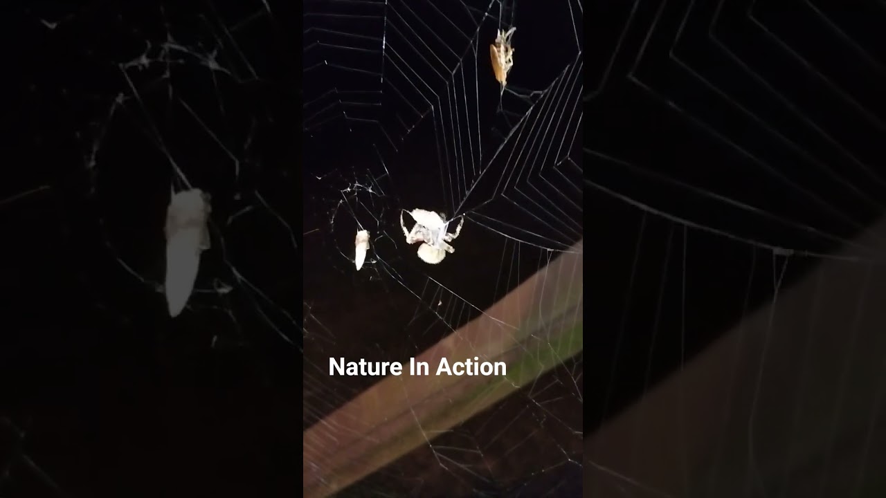 Spiders wrap silk fibers round and round their prey once it is trapped in the web. 