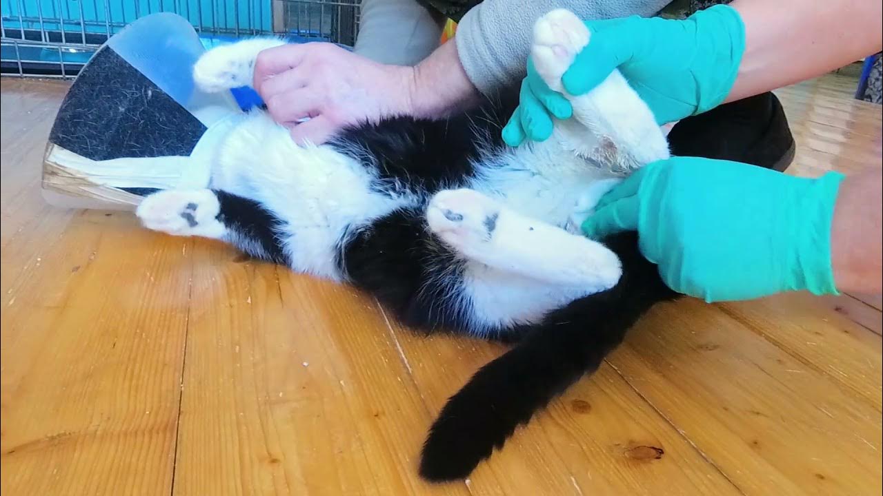 Как выглядит кот после уретростомии We interview the man who adopted the cat whose lack of grooming led to eight-inc