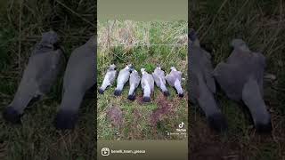 Benelli team Greece
