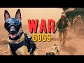 Inside the Life of Special Forces Dogs