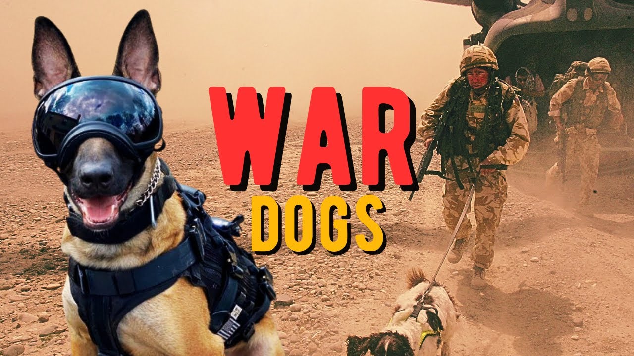 Inside the Life of Special Forces Dogs