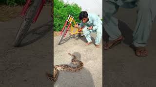 Snake On Road