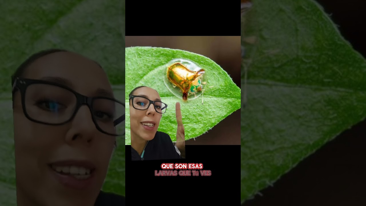 8) LARVA ASPIDOMORPHA 🪲 