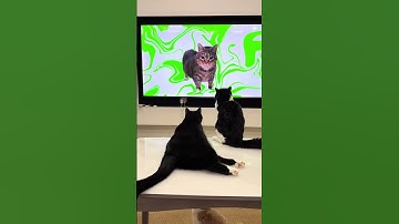 Cats copying humans.