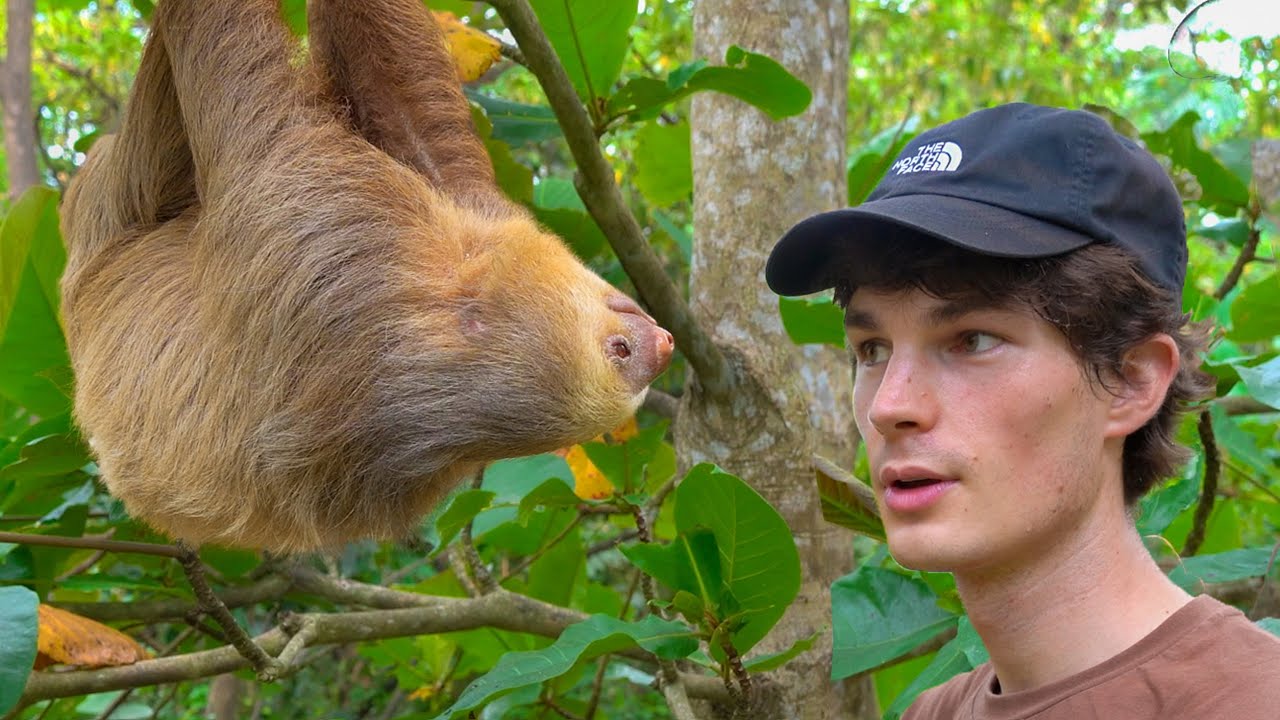 I Met A Sloth In His Tree