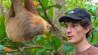 I Met A Sloth In His Tree