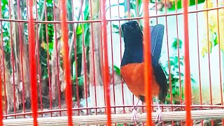 SUARA MURAI PASTOL 5 BULAN GACOR / BIKIN MURAI PASTOL LAIN NYAUT IKUT BUNYI