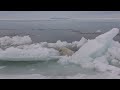 A pampered baby harp seal./今日はだだっ子なアザラシの赤ちゃん