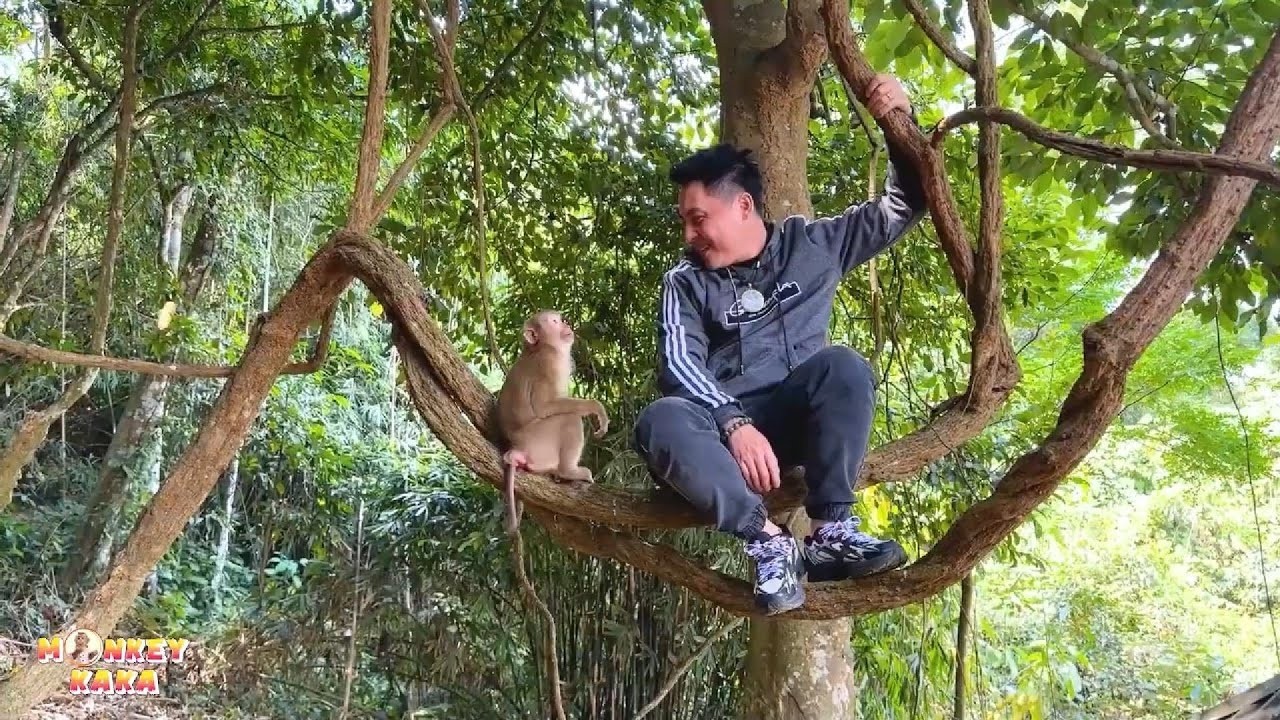 Dad and Monkey Kaka are having fun playing in the tree, it's so much fun!