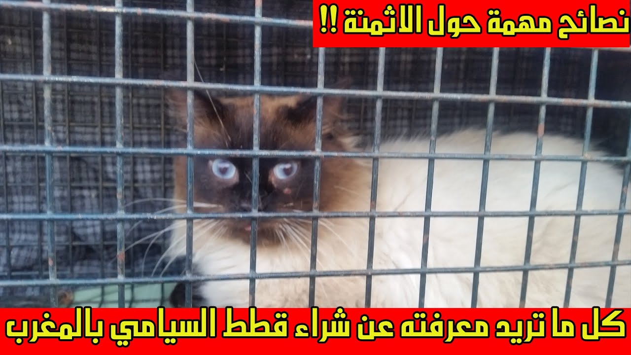 شراء قطط السيامي بالمغرب نصائح حول ثمن بيع قطط السيامي ومعلومات اخرى Youtube