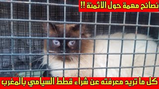 شراء قطط السيامي بالمغرب .. نصائح حول ثمن بيع قطط السيامي ومعلومات اخرى