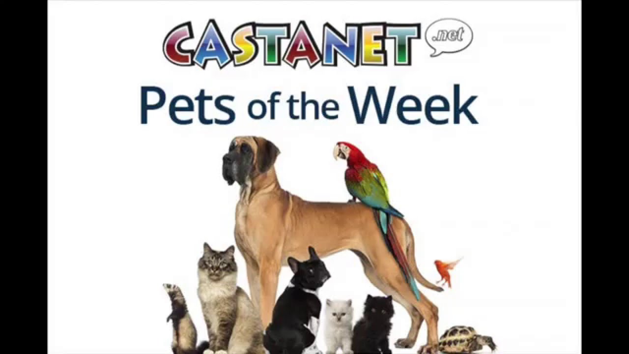 pets of the week YouTube