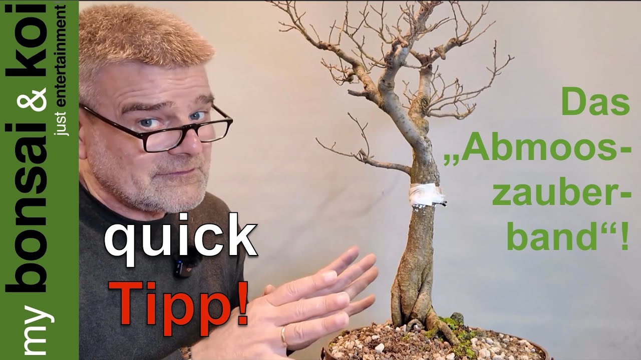 Bonsai - quick Tipp - Das "Abmosszauberband" - ohne Gewhr!