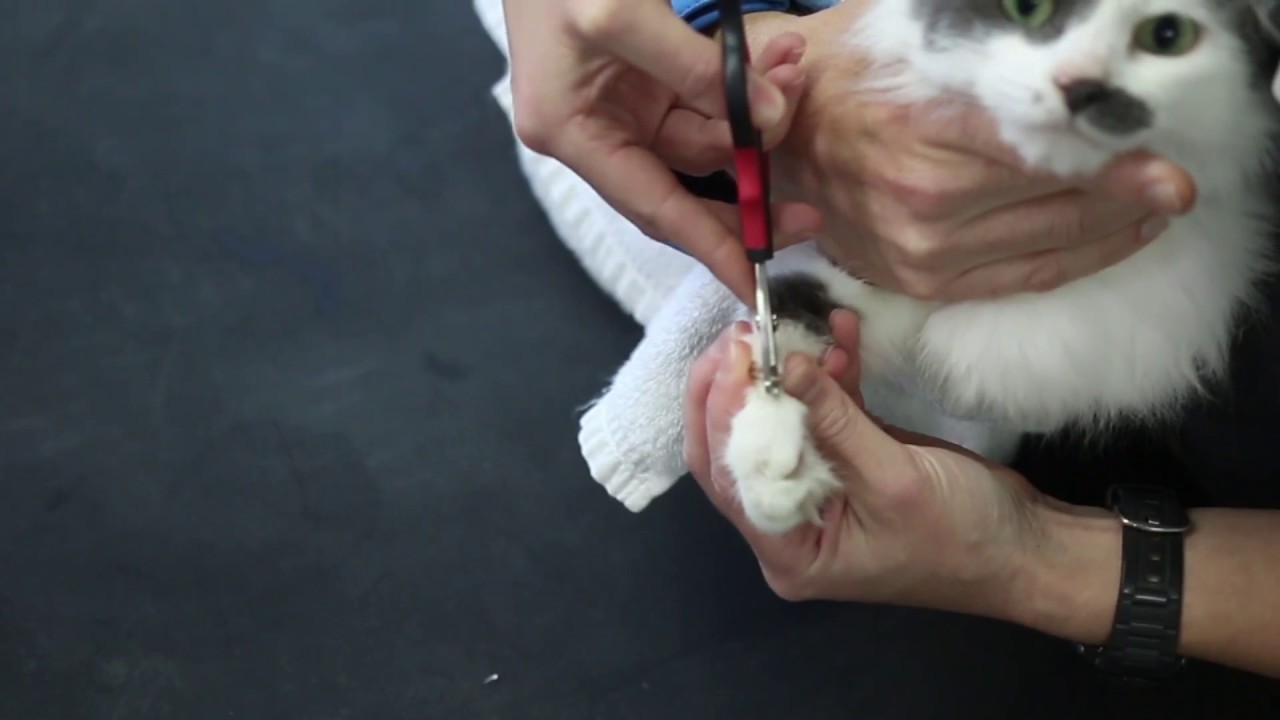 How to clip cat's claws - Vet Advice - YouTube