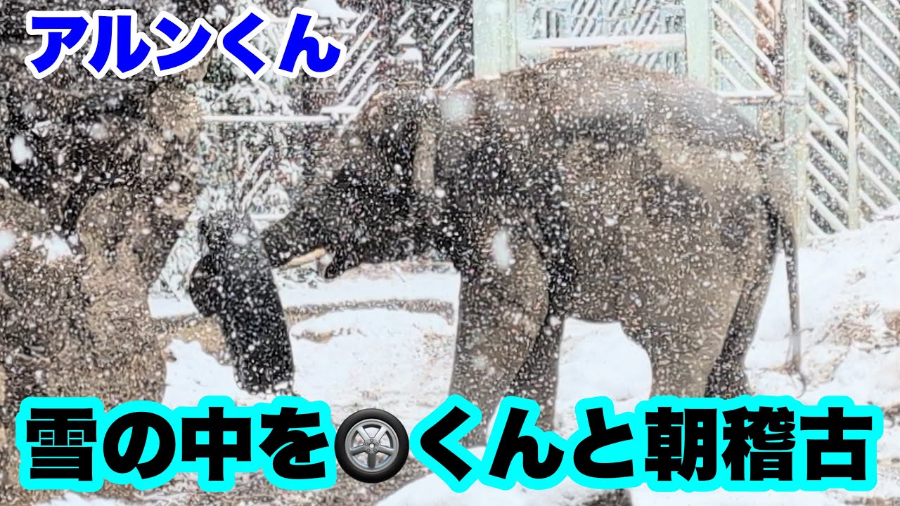 アルンくん、雪が降る中でタイヤくんと朝稽古だじょー　2026.02.08