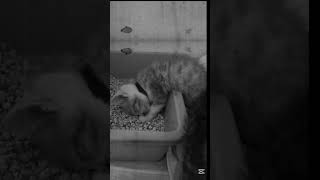 Bury… Rudasek… zdecydowanie za krótko… 💔  #fundacja #cat