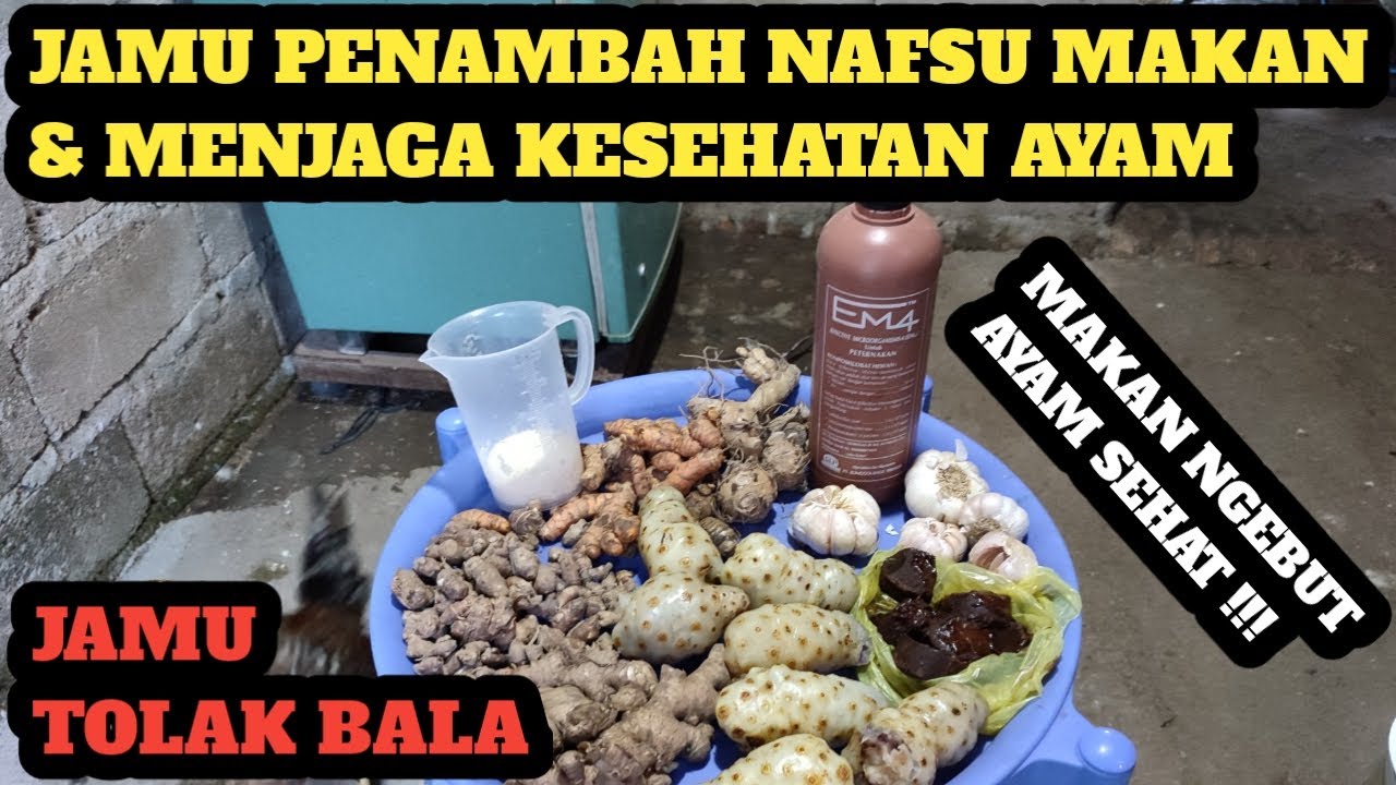 CARA MEMBUAT JAMU TOLAK BALA PETERNAK MUDA
