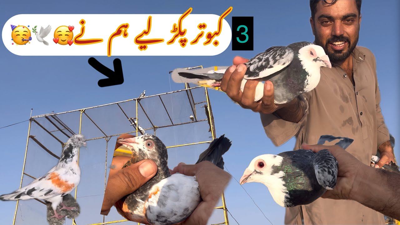 3 kabootar pakar lie aj hum na😘Teddy bacha outclass wow 🤩 