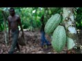 Ivory Coast cocoa authority moves to ease tensions with farmers over unsold beans