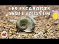 Les Escargots dans l'aquarium