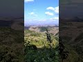 Peaceful Meadow Bird Sounds on a Quiet Afternoon