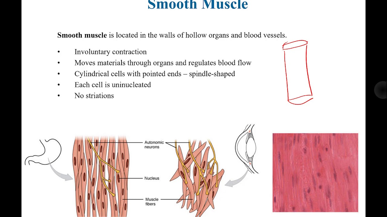 Nervous and Muscle Tissues - YouTube