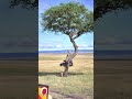 #cheetahs climbed a tree to escape from a #hyena a #masai #kenya #mara