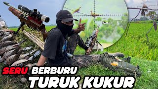 Berburu terkukur puter geni 82.m serop serop 🤤