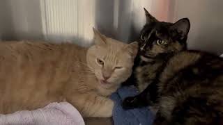 Adopt Chomsky & Jinn | Animal Orphanage | Dogs & Cats for Adoption | #aonj