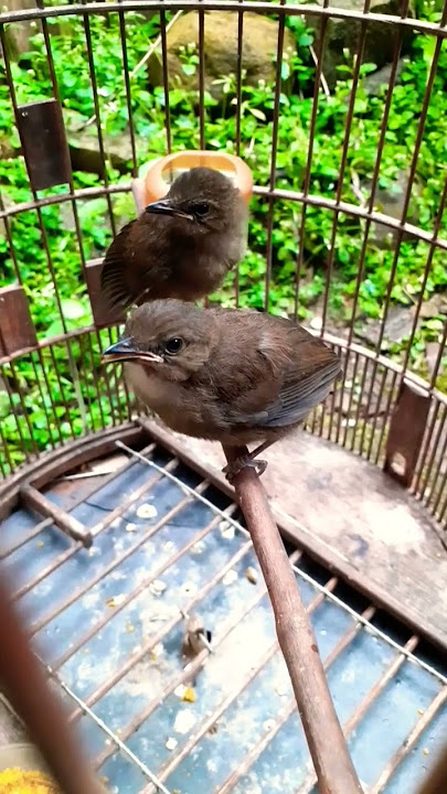 ANAK BURUNG CAMPEOR ATAU PELANDUK SEMAK 🐥🤭🤗 #shorts #viral #subscribe #trending #bubupatiand #tiktok
