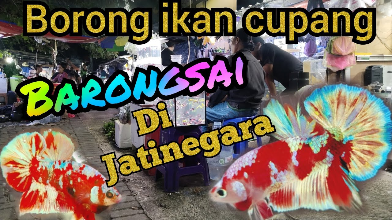 Wah.. Cupang Barongsai lagi banyak di pasar  Jatinegara