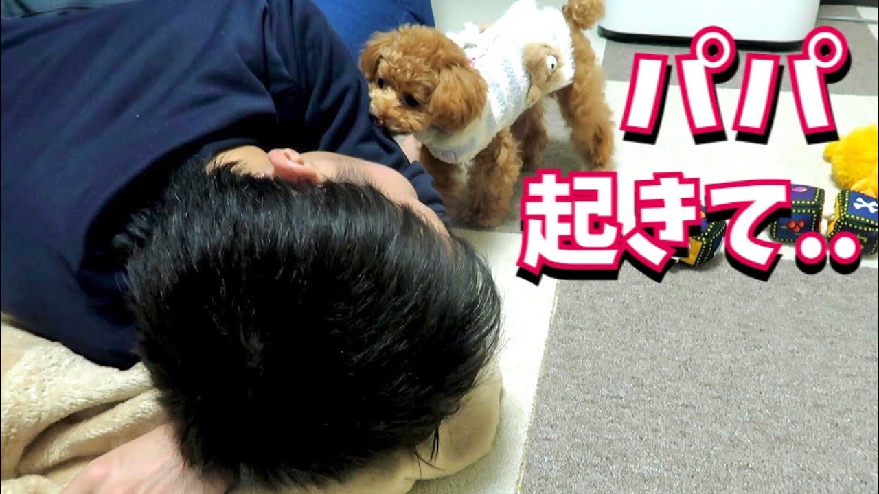遊んでる最中に寝たパパを起こすのに必死な犬がかわいいｗ【トイプードルのコロン】