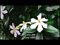 くちなし悲歌/香西かおり/Cover北原涼