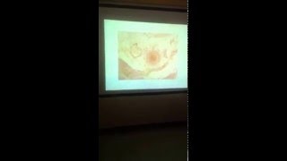 Del vascular sanguineo tejido funcion