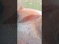 Ayam VS Cacing test langsung!