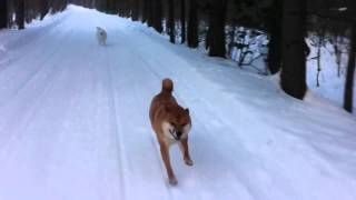 Shiba Inu running with snowmobile