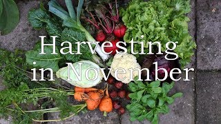 Harvesting in November