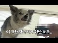 정말 순한 보더콜리가 맹수가 되는 순간