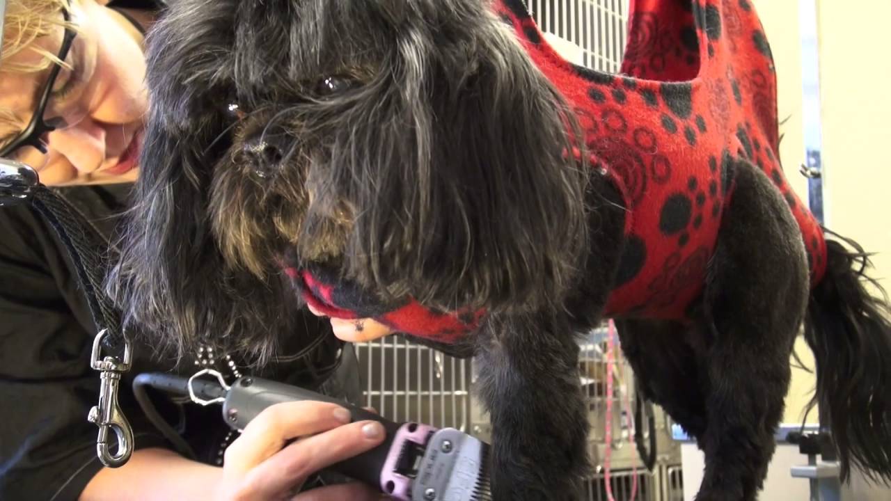 BALANCED PAWS DOG GROOMER FOUNTAIN HILLS REVIEW YouTube