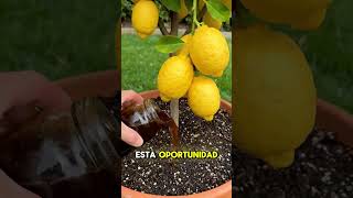 ⚠️ La técnica asiática que está logrando cosechas en solo 30 días 😱Resultados que parecen irreales