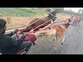 Bamblwadi TQ chikodi sharty noter ghoda ghadi 🐎🐎🐴👍