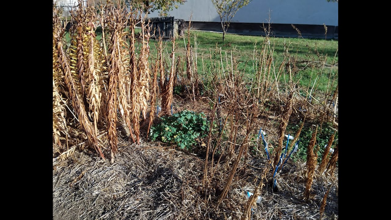 Коллекция лилий S02E38 — Подготовка к зиме, обрезка стеблей [4K]