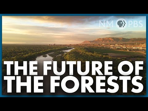 Video: Når ble cibola nasjonalskog etablert?