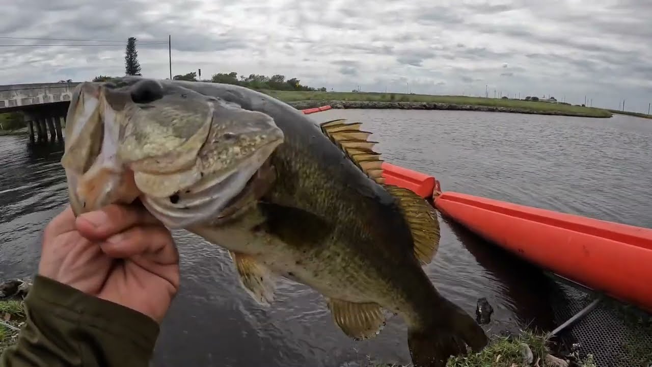 Fishing multiple lures for Bass in the Glades.