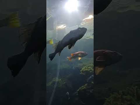 Oregon Coast Aquarium Ebt Discount