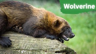 Wolverine - Most Elusive Creatures by Lord of Animals 567 views 8 months ago 2 minutes, 38 seconds