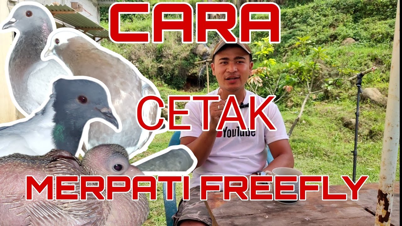 CARA CETAK MERPATI FREE FLY ‼️ PEMULA WAJIB TAU, 8 TAHAP CETAK MERPATI FF