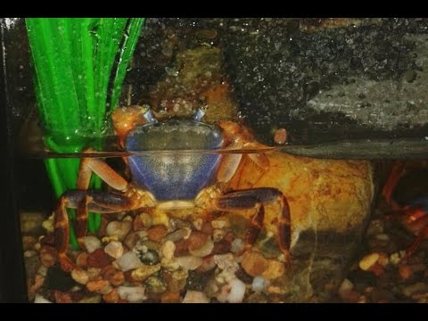 Video: Vyhodnocení Možného Dopadu Predace Ptáků Na Kraba Obecného Atlantického Houslaře Leptuca Uruguayensis